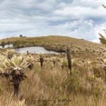 Paramo de Chili (Pijao)